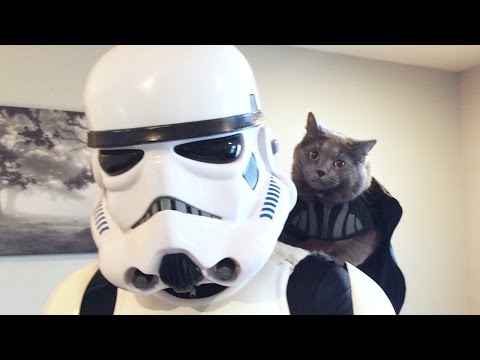 My Cat Hired A Stormtrooper