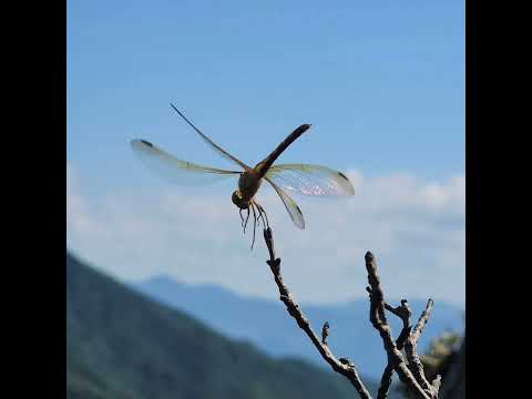 #잠자리 #dragonfly