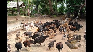 Peternakan Ayam Cemani Mp3 Hay Nhat Tai Nhac Mp3