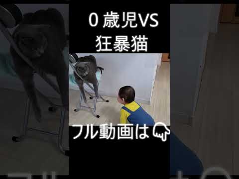 絶対退かない猫VS恐れを知らぬ０歳児