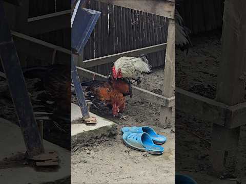 Roster War #roster #war