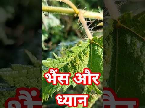 भैंस ध्यान में नहीं जाती — और तुम भी नहीं! 😄🧘‍♂️ | Osho Style Funny Pravachan | Desi Comedy” #flute