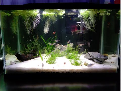Glowlight Tetra Tank Update One month later and our tetra tank is looking great. The corydoras love the sand and are doing so mu