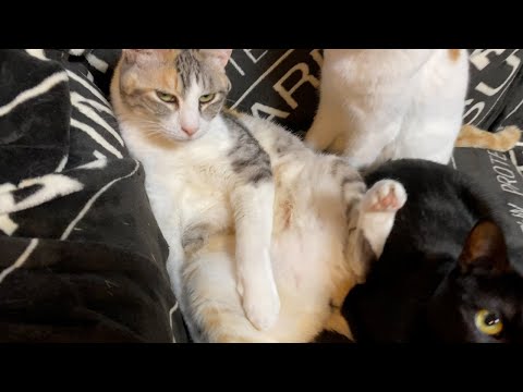 やまねこと猫の最新動画 Youtubeランキング