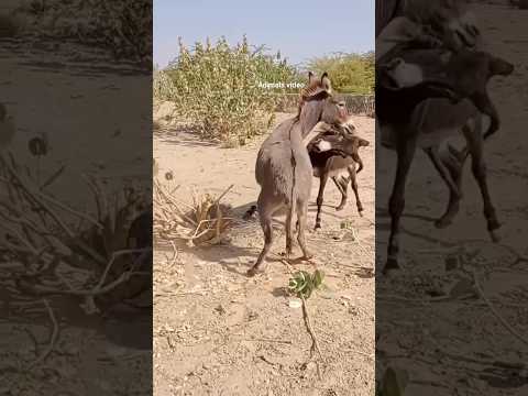 donkey scene | Nashe se gadh gyi oye song | #donkey #music  #shorts #shortvideo #arijitsingh