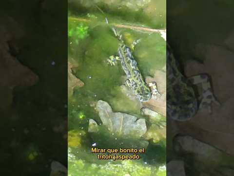 Cuantos animales en una noche! #viralvideo #trend #animales