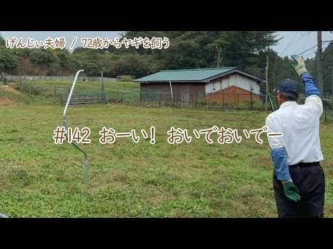 【79歳ヤギ飼い#5】呼んだら戻ってきてくれるヤギたち shorts「72歳からの楽しいシニアライフ#142」