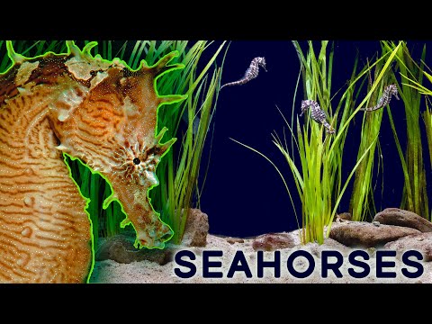 Why Seahorses Are So Weird What makes Seahorses so weird? In this video we'll explore the oddities of these unusual fish!

Supp