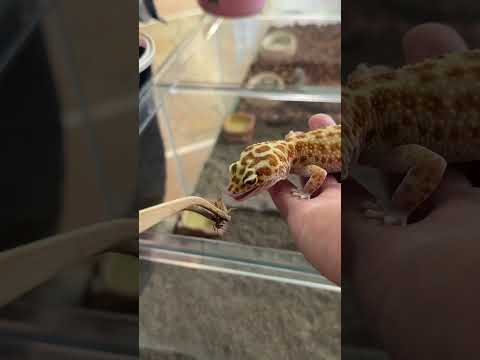 トカゲにえさやり🦎
