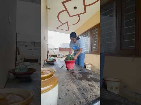 How to observe *Catcus Growth* 🌵🌵 #shorts #short #terracegarden #gardening