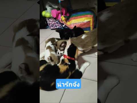 เห็นแล้วก็มีความสุขจัง#สิ่งดีๆวันละเรื่อง ราว