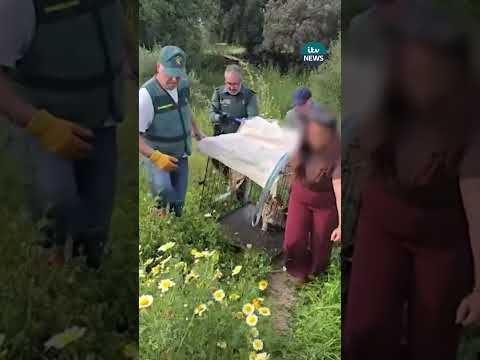 Couple arrested in Spain for breeding exotic cats | ITV News  #itvnews