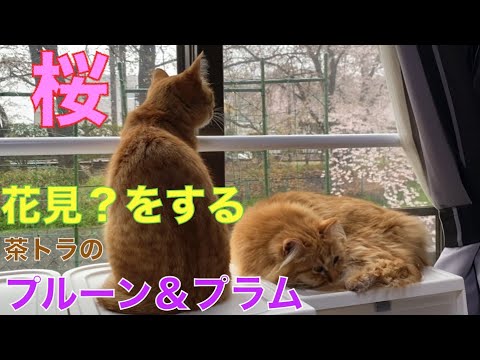猫に桜の花 ≒ 猫に小判 プルーンとプラム姉妹の優雅な１日 #元保護猫 #茶トラ猫　Cats and cherry blossoms ≒ Pearls before swine.