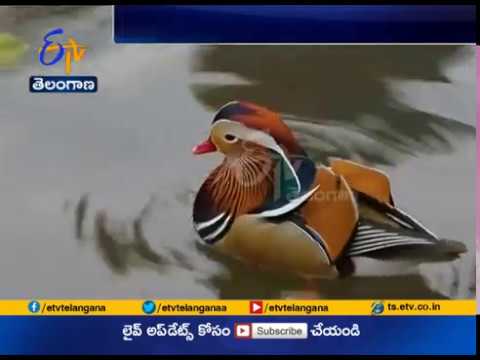 Rare Mandarin Duck Sight In Assam After 120 Years Amazes Netizens