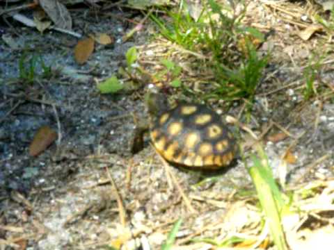 baby land turtle NOM NOM NOM - YouTube