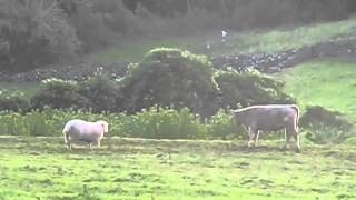 羊教導牛用頭撞擊的技巧