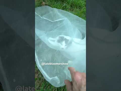 Did the bag kill my tree? @theplanttechie #gardening