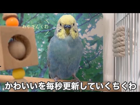 #193 ちくわのことを毎秒かわいいと思う日常 セキセイインコ 男の子 4歳