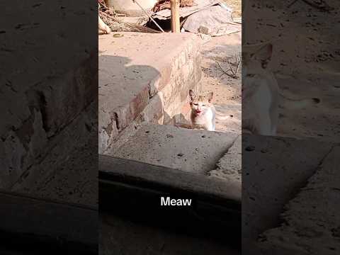 When I'm Calling My Cat Name then See Reaction 😸#catfunny #cat #funny #pets #catlovers