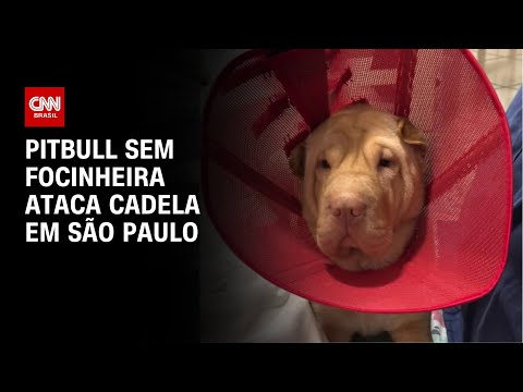 ​Cadela é atacada por pitbull sem focinheira | AGORA CNN
