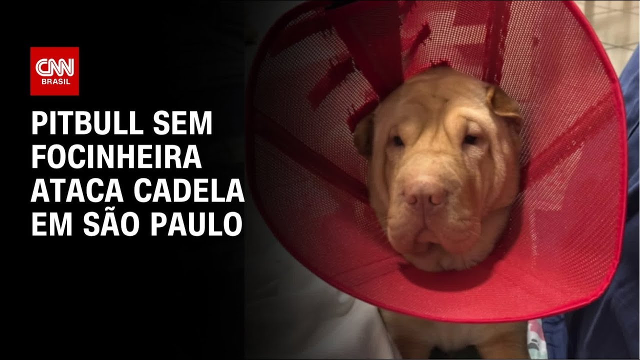 Cadela é atacada por pitbull sem focinheira | AGORA CNN