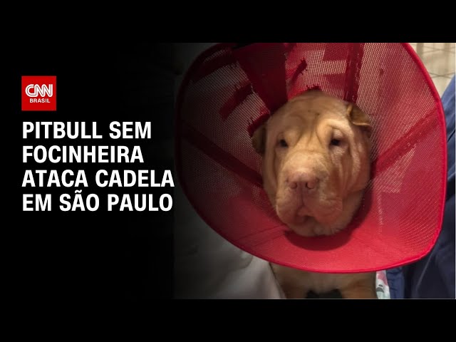 Cadela é atacada por pitbull sem focinheira | AGORA CNN