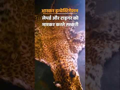 Bhaskar Investigation: ऑर्डर मिलते ही लेपर्ड-टाइगर को मार देते हैं गोली | Rajasthan |