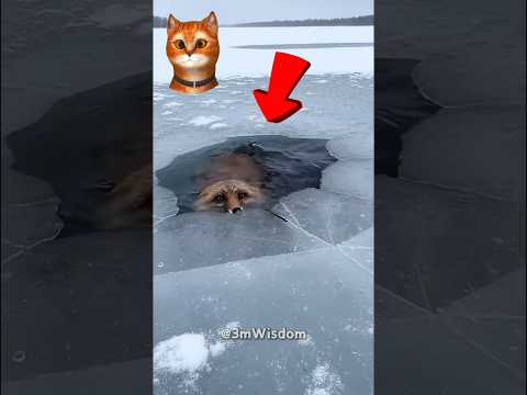 얼음물에 빠진 여우에게 기적은 시작됐다 🦊❤️ A fox fell into icy water… and a miracle began 🦊❤️
