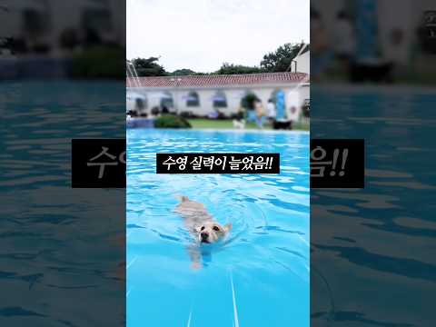 강아지 워터파크 가면 하루에 얼마나 쓸까!?