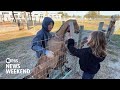 Academy at the Farm instills confidence in kids with lessons in animal care