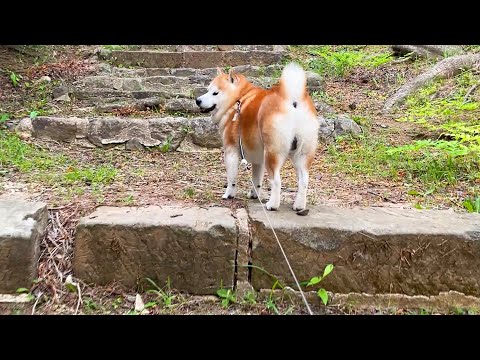 速く階段をのぼりすぎると、立ち止まり家族を待ってあげる柴犬（プリケツ） サムネイル