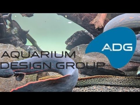 Large Fire Eels and Leopard Morays at Aquarium Des Aquarium Design Group specializes in creating custom natural artistic living centerpieces in homes, 