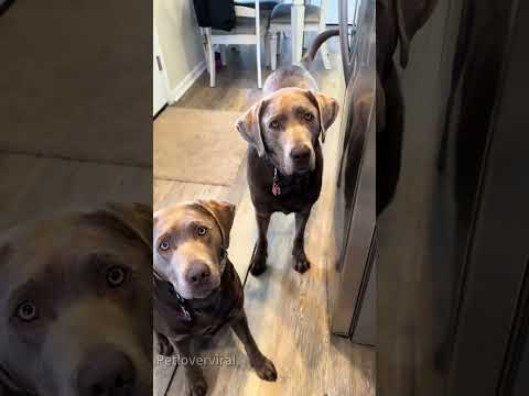 Funny and cute dogs compilation#funnydogs#cute#doglover#doglife#cure#dogshorts#pet#doglife#dogshorts