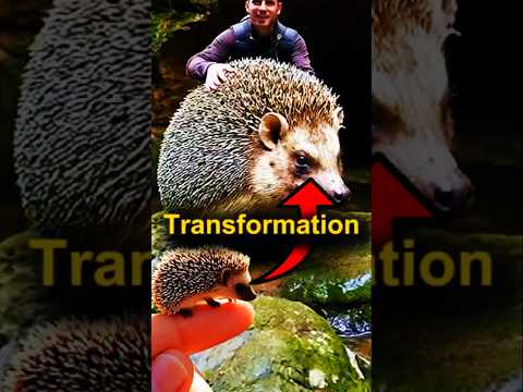 Massive Porcupine Transformation!