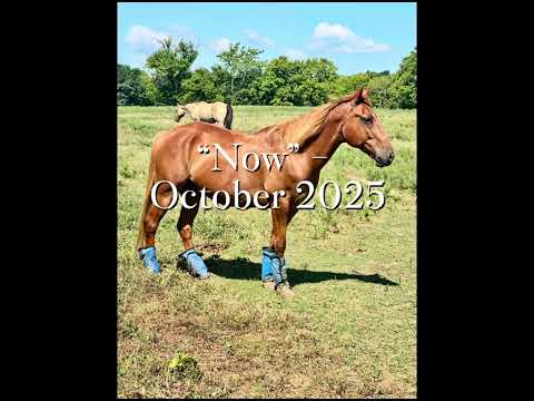 Fox’s Transformation From May 2025-October 2025