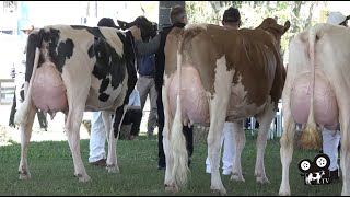 O gado da raça Holandesa na Expointer 2021 - Programa #1 - TV Gado Holandês - Canal do Leite