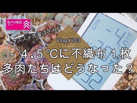 【Vlog703】【多肉植物】－4.5℃に不織布１枚❄️多肉たちはどうなった？防寒対策にオススメ洗濯ばさみと多肉の冬の管理について【冬越し多肉棚】