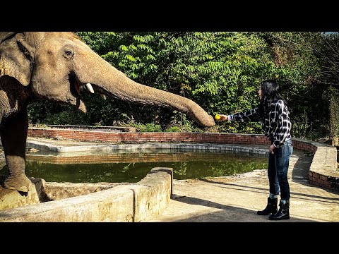 Cher and the Loneliest Elephant'