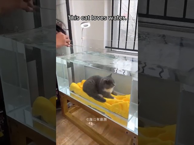 This Cat Love Water. 😺🥰