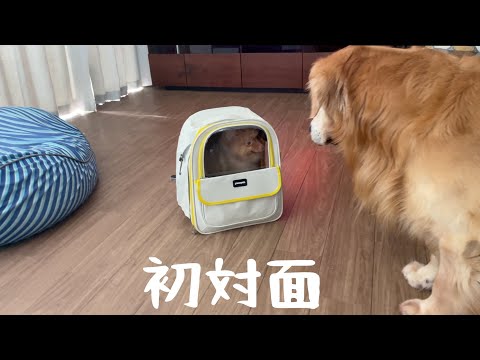 我が家では多頭飼いは無理だな、と感じました。