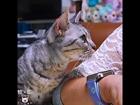 スリスリしておねだりする猫がかわいい💓 #ジェネッタ #マンチカン #短足