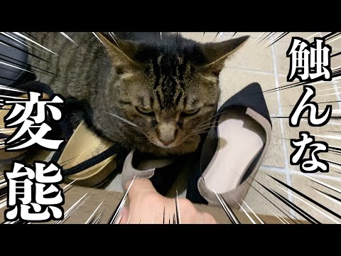 女性のパンプスを触ろうとする変態野郎を撃退する猫...