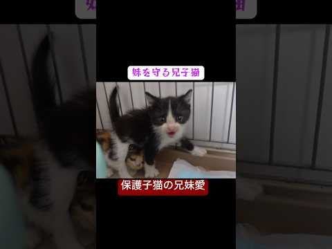 保護子猫兄妹、妹を兄神を挺して守るも… #cat  #猫  #ねこ  #保護猫 #cute #猫のいる暮らし #子猫 #shorts  #こねこ