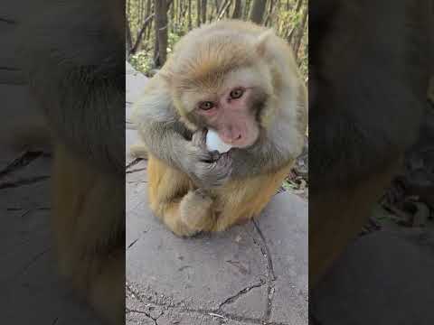 #MonkeyBusiness #CuteMonkeys #MonkeyMagic #WildlifeWonder #MonkeyLove #AnimalKin 0