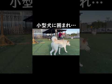 犬慣れしてない柴犬が小型犬に囲まれた結果こうなる🤣＃shorts