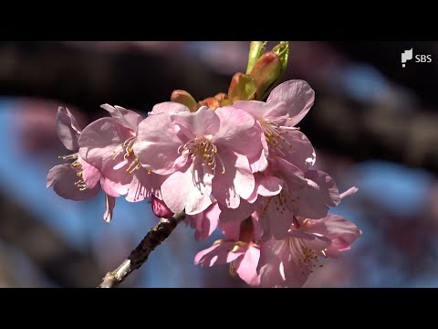 河津桜まつり“見頃宣言”実行委員会が発表 2024年より16日、最近10年間では最も遅く＝静岡・河津町