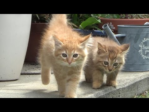 よし、先住猫にご挨拶しに行くんだ!