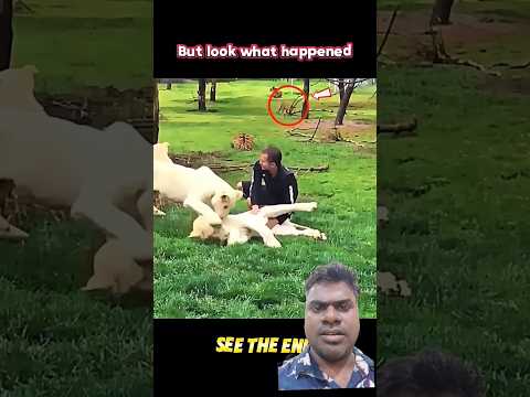 Tiger Saves Man from leopard attack #animals #wildlife #ytshorts