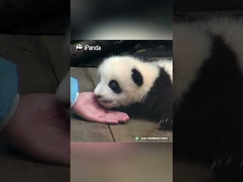 Even The Nanny Can't Resist A Baby Panda's Fluffy Charm | iPanda #shorts