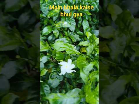 Main Bhala kaise Bhol Gya #quotes #mindsetminute #relatable #love #sad #eveningquotes